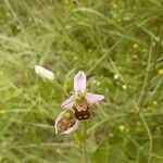 Ophrys apifera花