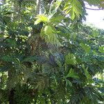 Artocarpus altilis Muu