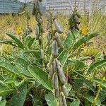 Crotalaria mitchellii Облик