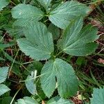 Imperatoria ostruthium Likasa
