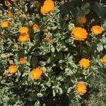 Calendula algeriensis Habit