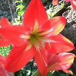 Hippeastrum correiense 花