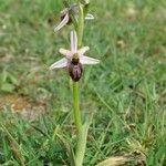 Ophrys arachnitiformis മറ്റ്