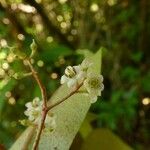 Badula barthesia Fleur