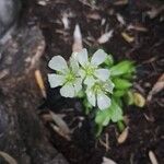 Dionaea muscipulaFlower