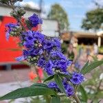 Vitex agnus-castusFleur