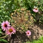 Allium nigrum Flower