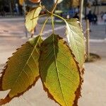 Tabebuia heterophylla Levél