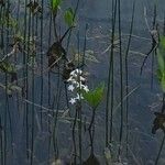 Menyanthes trifoliata Fiore