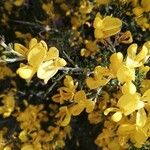 Calicotome villosa 花