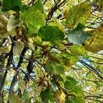 Tilia x europaea Blad