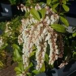 Clethra arborea Квітка