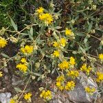 Helianthemum squamatum Flor