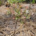 Vaccinium myrsinites Folio