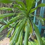 Dracaena arborea Hoja