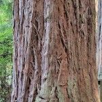 Sequoia sempervirens Corteccia