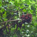 Abrus precatorius Fruct