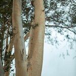 Eucalyptus globulusKabuk
