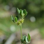 Medicago minima 果實