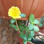 Portulaca umbraticolaЦветок