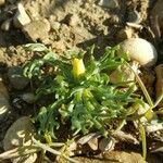 Ranunculus falcatus Лист