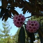 Rhododendron hodgsonii Virág