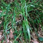 Festuca altissima Blad