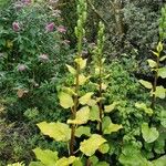 Cardiocrinum giganteum Folha