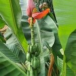 Musa acuminataआदत