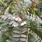 Sorbus koehneana Fruit