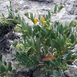 Helianthemum squamatum Hoja