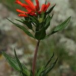 Bouvardia ternifolia ফুল