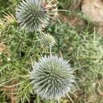 Echinops spinosissimus Květ