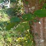 Carpinus orientalis Blad