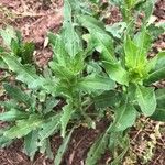 Helenium microcephalum Hoja
