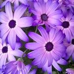 Pericallis × hybrida Flower