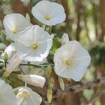 Convolvulus floridus Flower