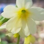 Primula elatiorFlower