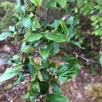 Cotoneaster simonsii Leaf