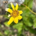 Arnica latifolia Flower