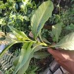 Persicaria senegalensis Leaf