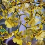 Oncidium sphacelatum Flower