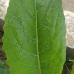 Lactuca virosa Leaf