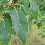 Quercus myrsinifolia Frunză