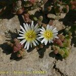Mesembryanthemum nodiflorum Flor