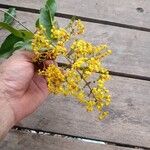 Niedenzuella acutifolia Flower