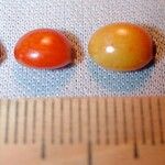 Smilax febrifuga Diğer