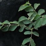 Lonicera quinquelocularis Агульны выгляд