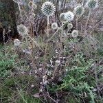 Echinops exaltatus Alkat (teljes növény)