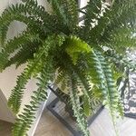 Nephrolepis exaltata Leaf